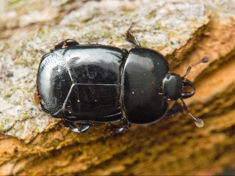 Hololepta plana (Sulzer, 1776)